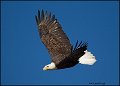 _1SB7556 american bald eagle